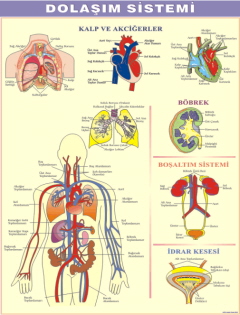 dolaşım sistemi levhası