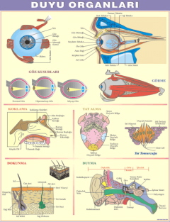 göz kulak burun dil deri duyu organları levhası
