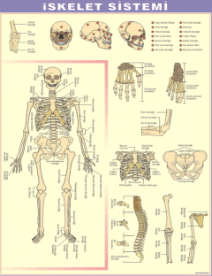 iskelet sistemi levhası