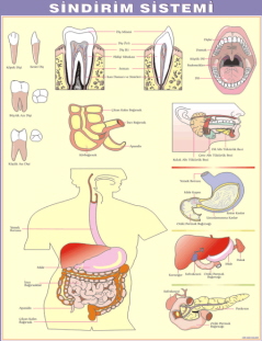 sindirim sistemi levhası