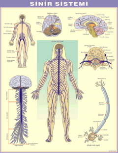 sinir sistemi levhası